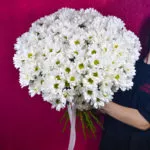 19 кустовых хризантем ромашковидных