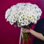 19 кустовых хризантем ромашковидных