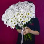 19 кустовых хризантем ромашковидных