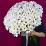 19 кустовых хризантем ромашковидных